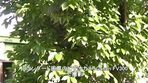 Canon FV300で晴れの日に撮影した柿の木。