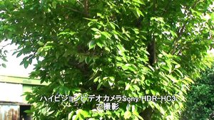 Sony HDR-HC3で晴れの日に撮影した柿の木。