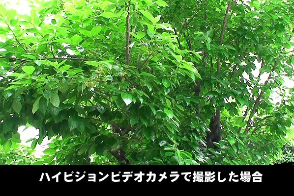 ハイビジョンビデオカメラで撮影した柿の木。