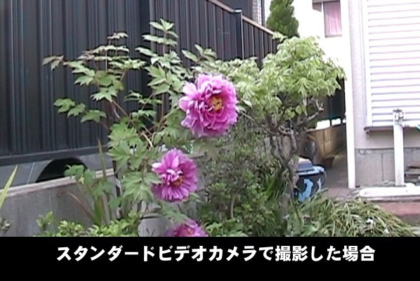 スタンダードビデオカメラで撮影したボタンの花。