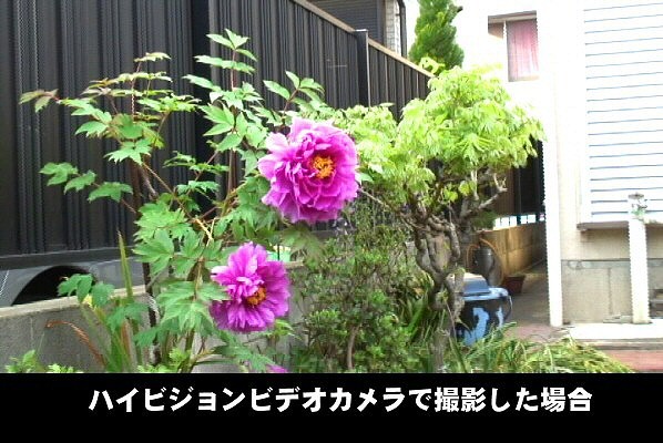ハイビジョンビデオカメラで撮影したボタンの花。