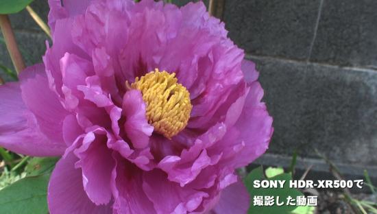 SONY HDR-XR500で撮影した動画