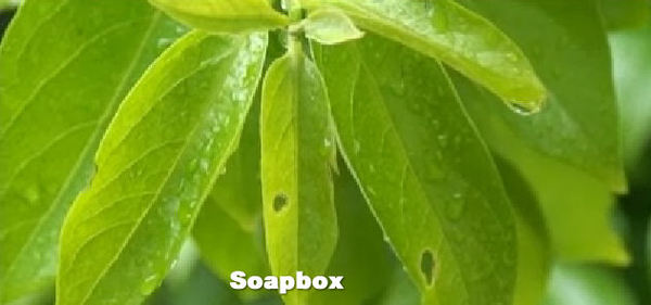 Soapboxの映像1