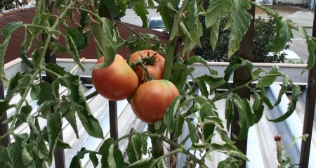 HDR-XR500で撮影したトマト