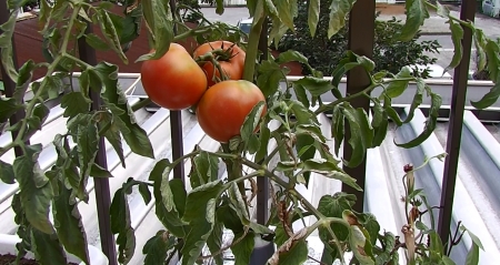 HC-V100Mで撮影したトマト