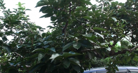 HDR-XR500で撮影した柿の木