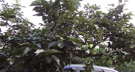 HC-V100Mで撮影した柿の木