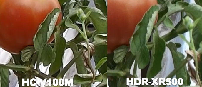 トマトの比較